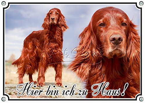 Petsigns Hundeschild Collage - roter Irischer Setter - Metallschild in Fotoqualität, 2. DIN A4 von Petsigns
