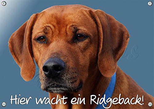 Petsigns Hundeschild Rhodesian Ridgeback - 1,5mm Warnschild Türschild Hund, 2. DIN A4 von Petsigns