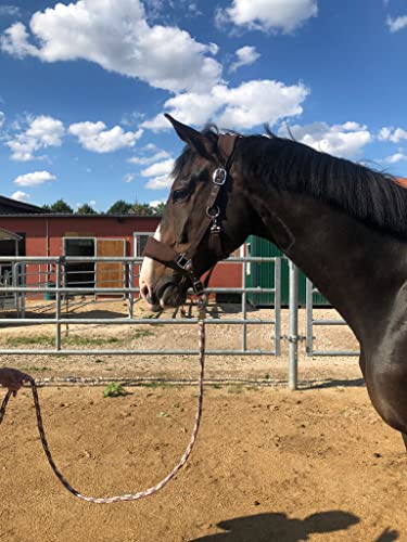 Halfter Kaltblut gepolstert| Halfter für Pferde xfull | mit Fleece | Halfter für Pferde schwarz | 2 Fach verstellbar (Braun, Warmblut) von Pferdelinis