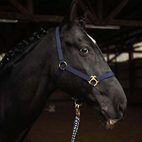 Halfter für Pferd Warmblut, Vollblut, Kaltblut – Stallhalfter, Weidehalfter, 2 Fach verstellbar an Kinnriemen und Genickstück, sicher & reißfest (Dunkelblau, Kaltblut) von Pferdelinis