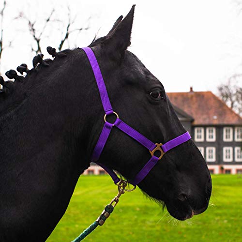 Halfter für Pferd Warmblut, Vollblut, Kaltblut – Stallhalfter, Weidehalfter, 2 Fach verstellbar an Kinnriemen und Genickstück, sicher & reißfest (Lila, Shetland Pony (Shetty)) von Pferdelinis