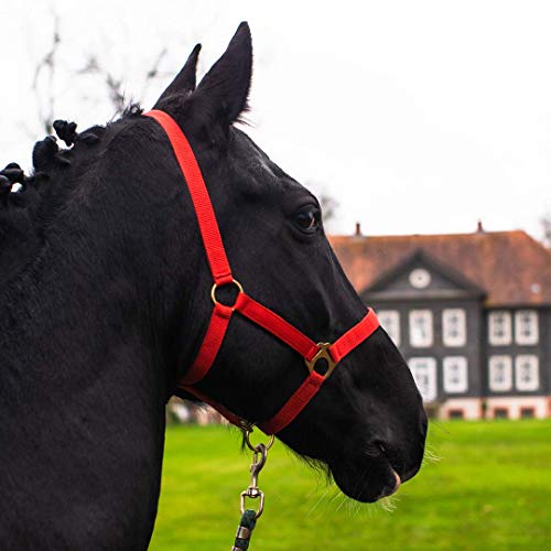 Halfter für Pferd Warmblut, Vollblut, Kaltblut – Stallhalfter, Weidehalfter, 2 Fach verstellbar an Kinnriemen und Genickstück, sicher & reißfest (Rot, Pony) von Pferdelinis