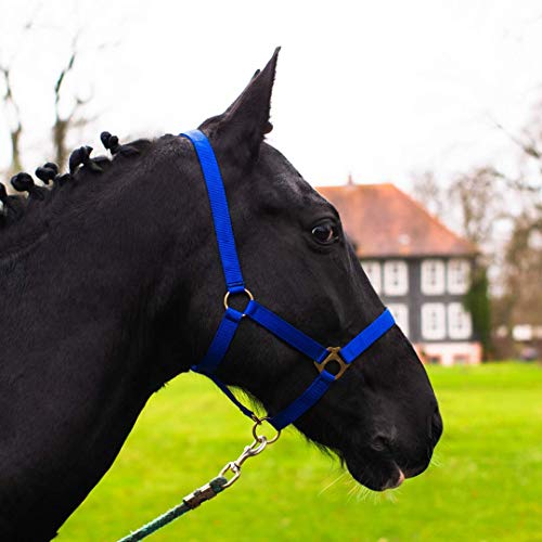 Halfter für Pferd Warmblut, Vollblut, Kaltblut – Stallhalfter, Weidehalfter, 2 Fach verstellbar an Kinnriemen und Genickstück, sicher & reißfest (Royalblau, Pony) von Pferdelinis