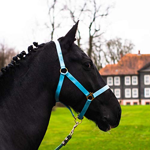 Halfter für Pferd Warmblut, Vollblut, Kaltblut – Stallhalfter, Weidehalfter, 2 Fach verstellbar an Kinnriemen und Genickstück, sicher & reißfest (Türkis, Kaltblut) von Pferdelinis