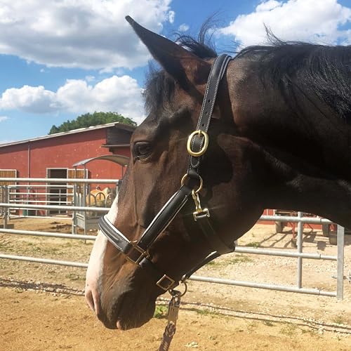 Lederhalfter schwarz Halfter für Pferde, Premium Stallhalfter Pferd in Pony, Warmblut, Cob, Kaltblut, sicher & reißfest (Vollblut (Cob), Schwarz-Weiss) von Pferdelinis