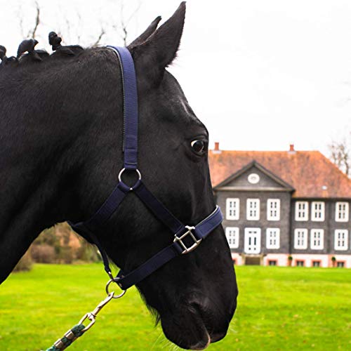 Pferdelinis Halfter für Warmblut, Vollblut, Kaltblut, Pony – Stallhalfter, Weidehalfter, 2-Fach verstellbare Dornschnallen, sicher & reißfest (Blau, Kaltblut) von Pferdelinis