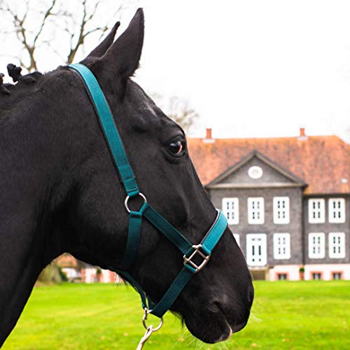 Pferdelinis Halfter für Warmblut, Vollblut, Kaltblut, Pony – Stallhalfter, Weidehalfter, 2-Fach verstellbare Dornschnallen, sicher & reißfest (Grün, Vollblut (Cob)) von Pferdelinis