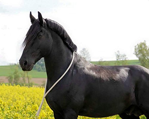 Halsring aus Baumwolle - Pferdering - Wanderreiten schwarz-grau-Natur - Gr. Pony von Pferdeseile_DE