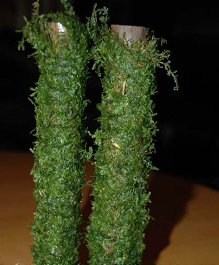 Bambus mit Javamoos (20 cm) von Pflanzen