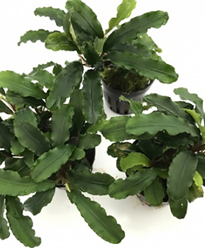 Bucephalandra sp. Sedakau Green Wavy von Pflanzen