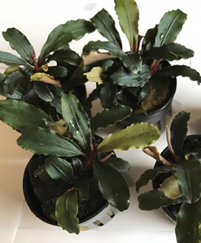 Bucephalandra sp. Theia Bucephalandra sp. Theia von Pflanzen