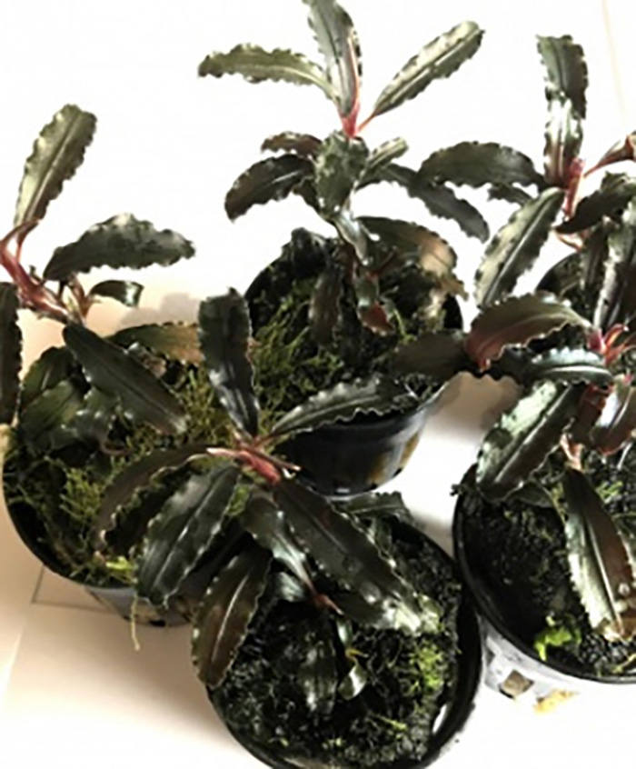 Bucephalandra spec brown (red mini) von Pflanzen