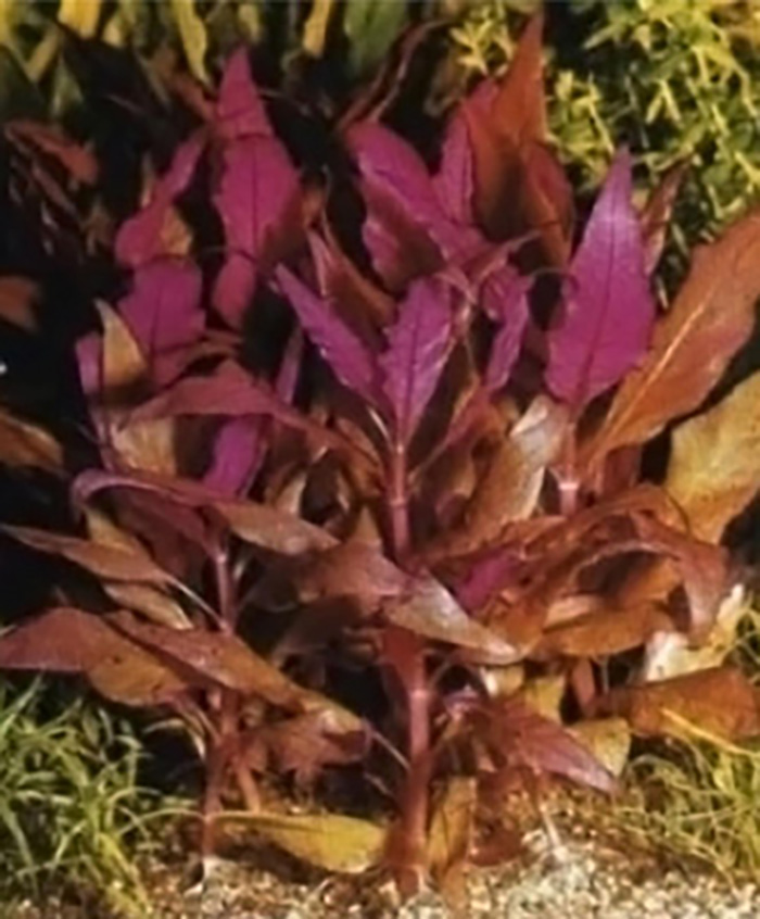 Dunkelrotes Papageienblatt: Alternanthera reineckii -Cardinalis- von Pflanzen