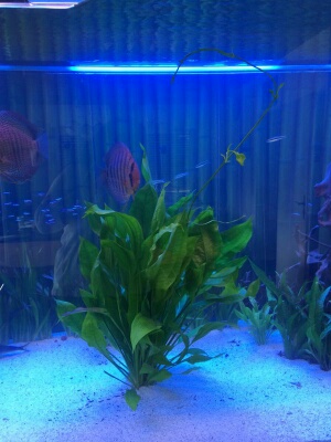 Echinodorus Bleheri -Mutterpflanze- von Pflanzen