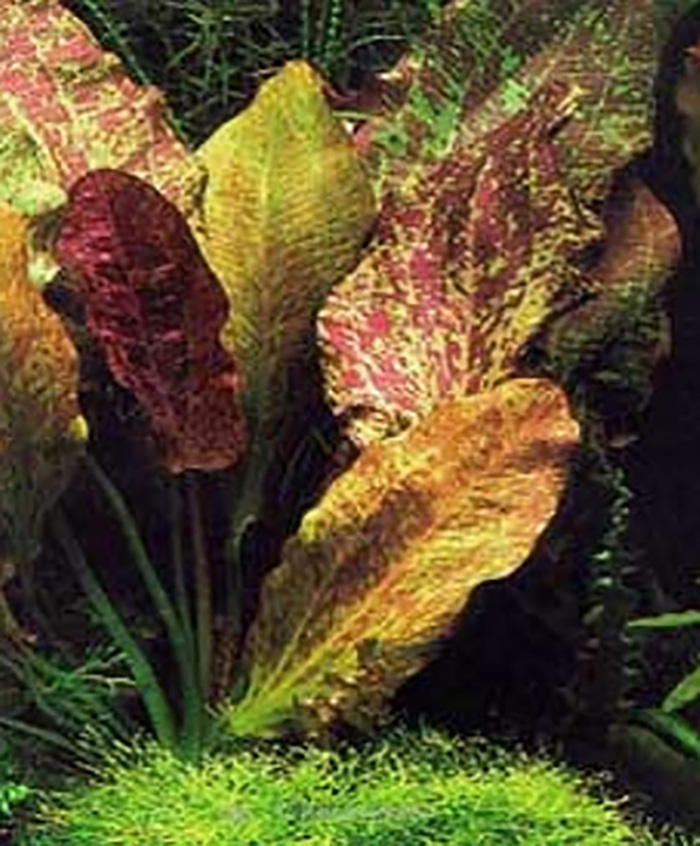 Echinodorus red flame -im Topf- von Pflanzen