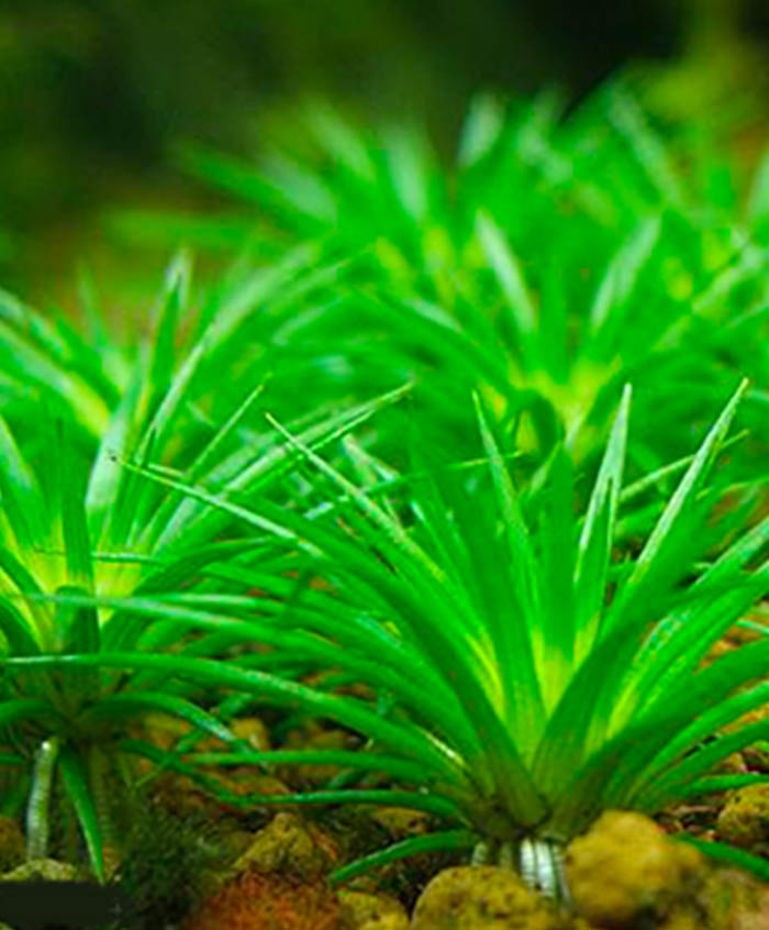 Eriocaulon cinereum von Pflanzen