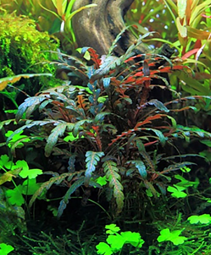Fiederblättriger Wasserfreund: Hygrophila pinnatifida -Topf- von Pflanzen