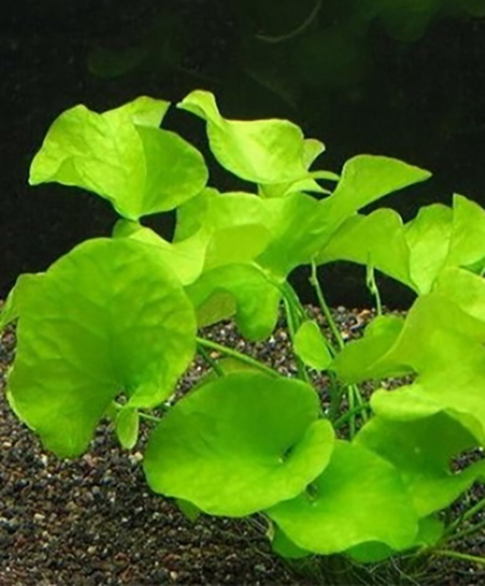 Flipper-Seekanne: Nymphoides sp. 'Taiwan' von Pflanzen