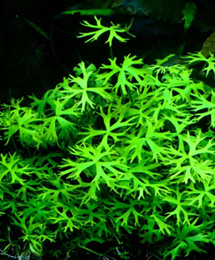 Fluss Hahnenfuss: Ranunculus inundatus von Pflanzen