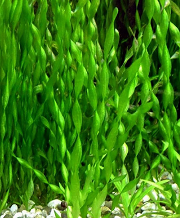 Gedrehte Vallisnerie: Vallisneria asiatica/krul von Pflanzen