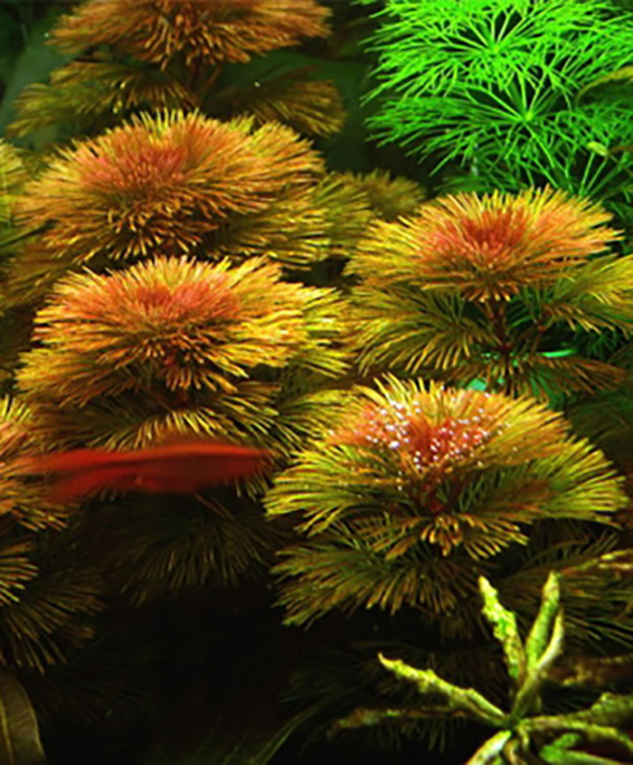 Gegabelte Haarnixe (Cabomba furcata, Cabomba piauhyensis) -Bund- von Pflanzen