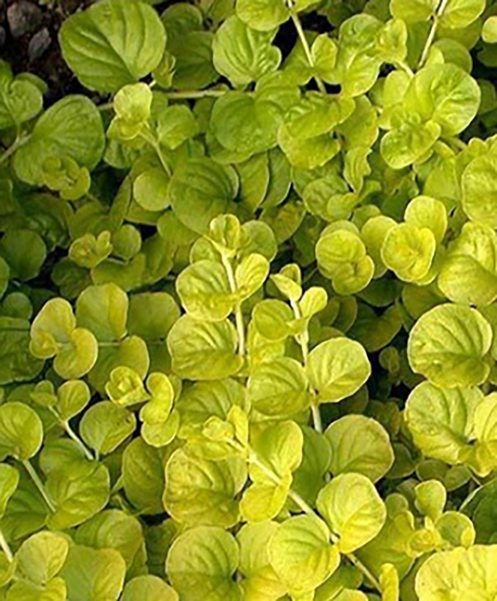 Gelbes Pfennigkraut: Lysimachia nummularia -Aurea- -Topf- von Pflanzen