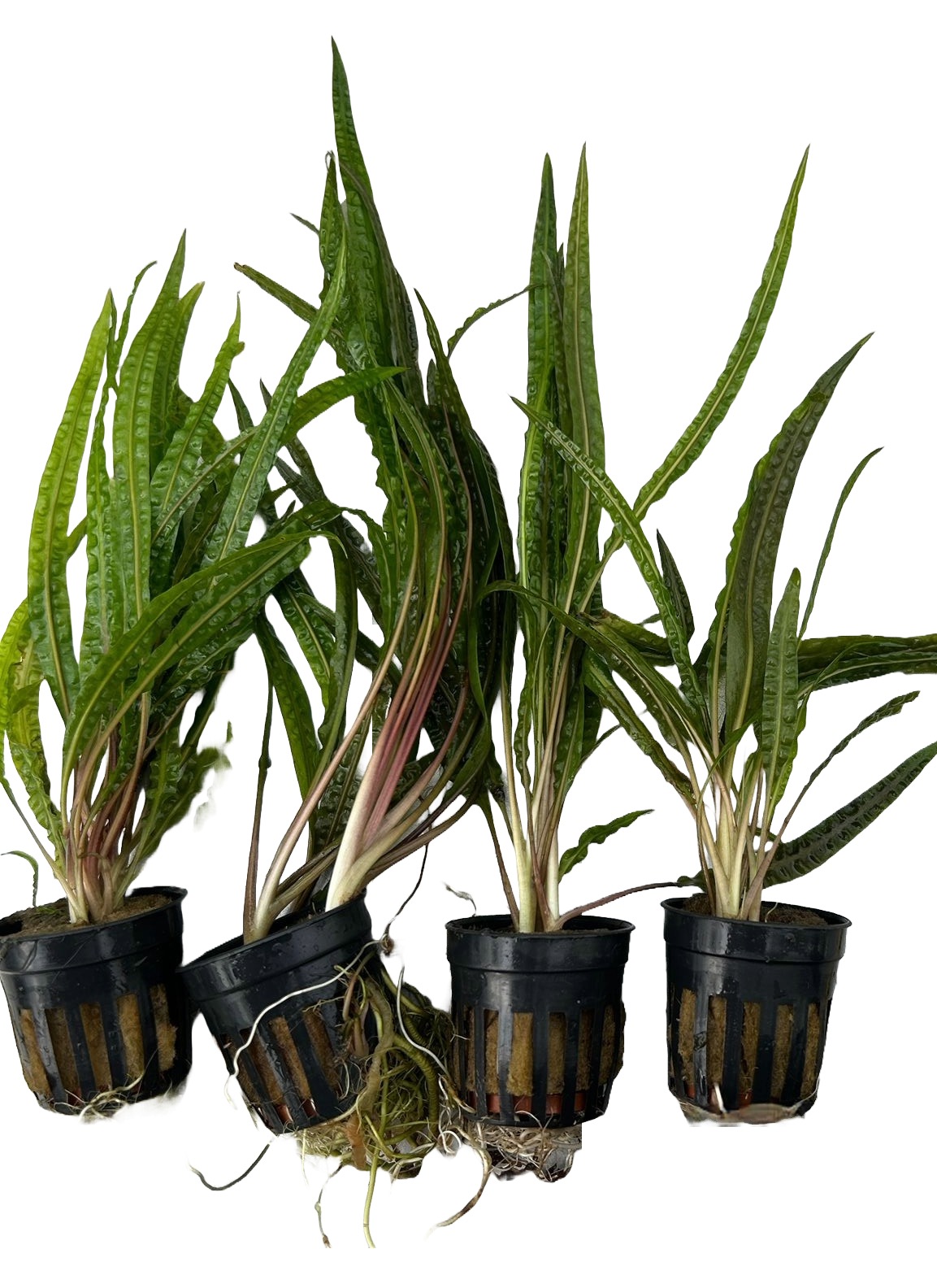 Genoppter Wasserkelch: Cryptocoryne balansae von Pflanzen