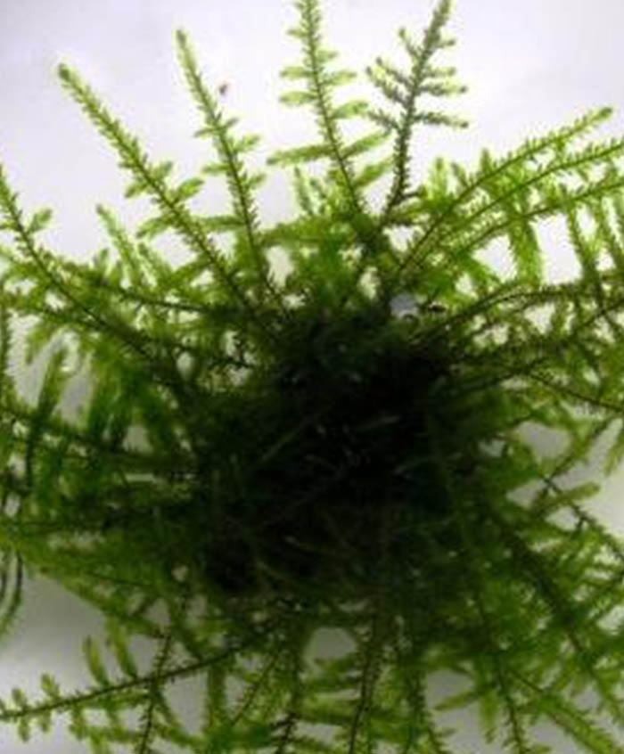 Giant Moos: Taxiphyllum sp. 'Giant Moos' von Pflanzen