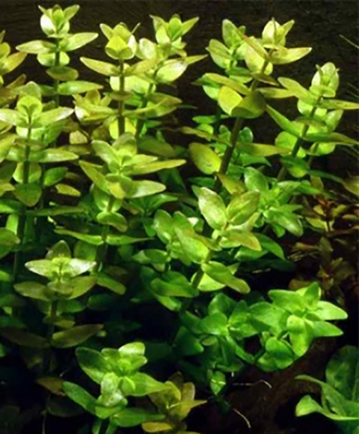 Großes Fettblatt: Bacopa caroliniana bzw. amplexcaulis -Bund- von Pflanzen