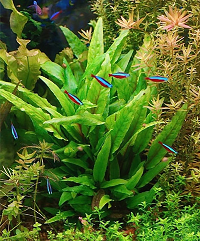 Grüner Wasserkelch: Cryptocoryne wendtii -grün- -im Topf- von Pflanzen