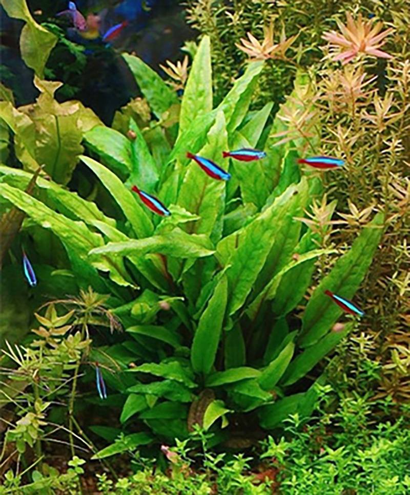 Grüner Wasserkelch: Cryptocoryne wendtii -grün- -im Topf- von Pflanzen