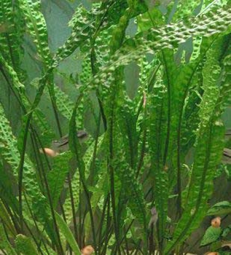Hammerschlag: Cryptocoryne usteriana Hammerschlag: Cryptocoryne usteriana von Pflanzen