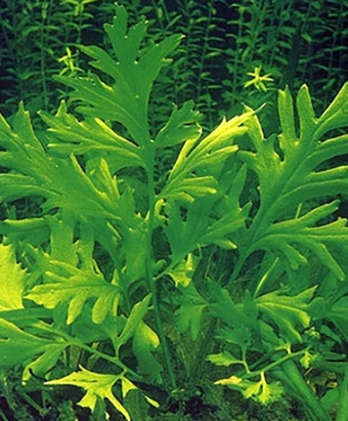 Hornfarn (Ceratopteris cornuta) -Topf- von Pflanzen