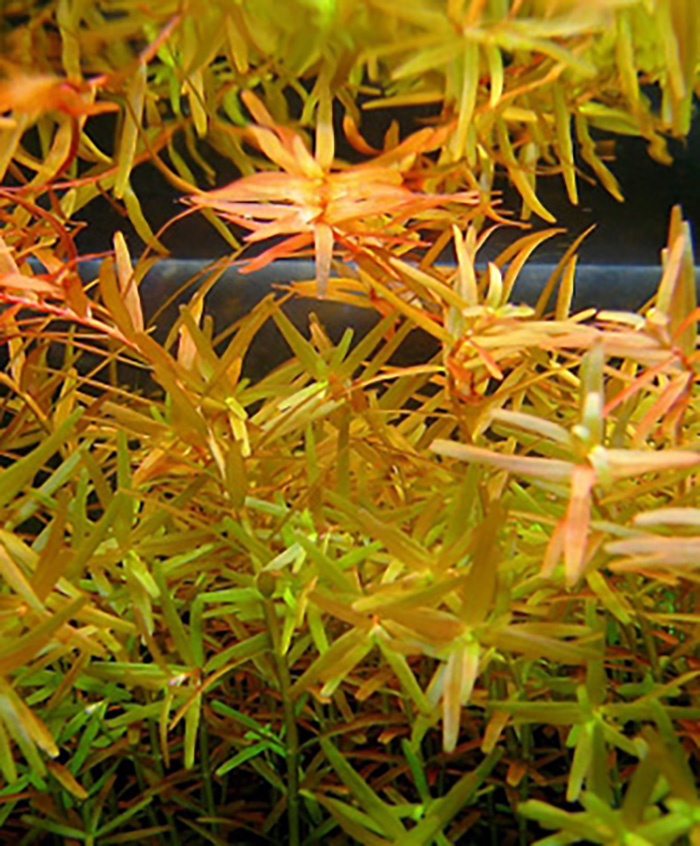Indische Rotala, Cognacpflanze: Rotala indica von Pflanzen