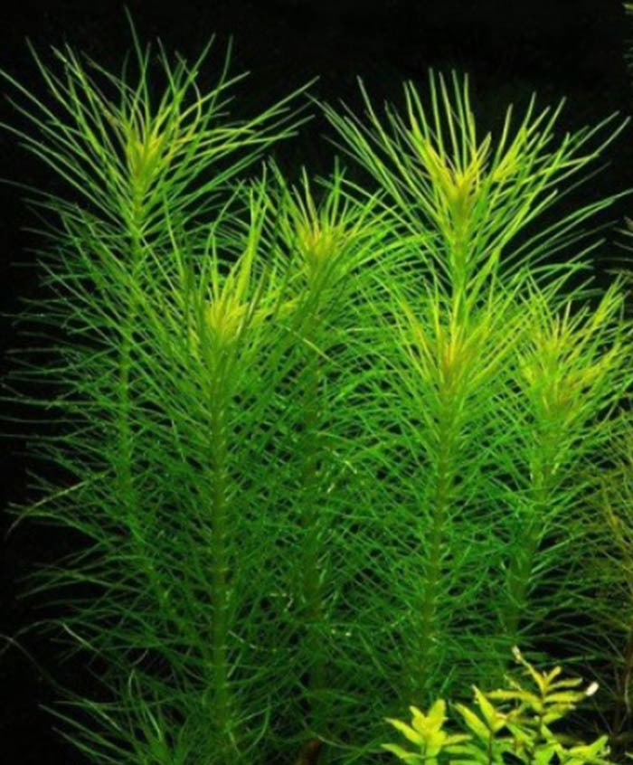 Indische Sternpflanze: Pogostemon erectus von Pflanzen