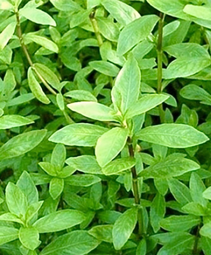 Indischer Wasserfreund; Hygrophila polysperma im Bund von Pflanzen