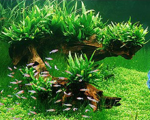 Javafarn Mini: Microsorium pteropus Mini von Pflanzen