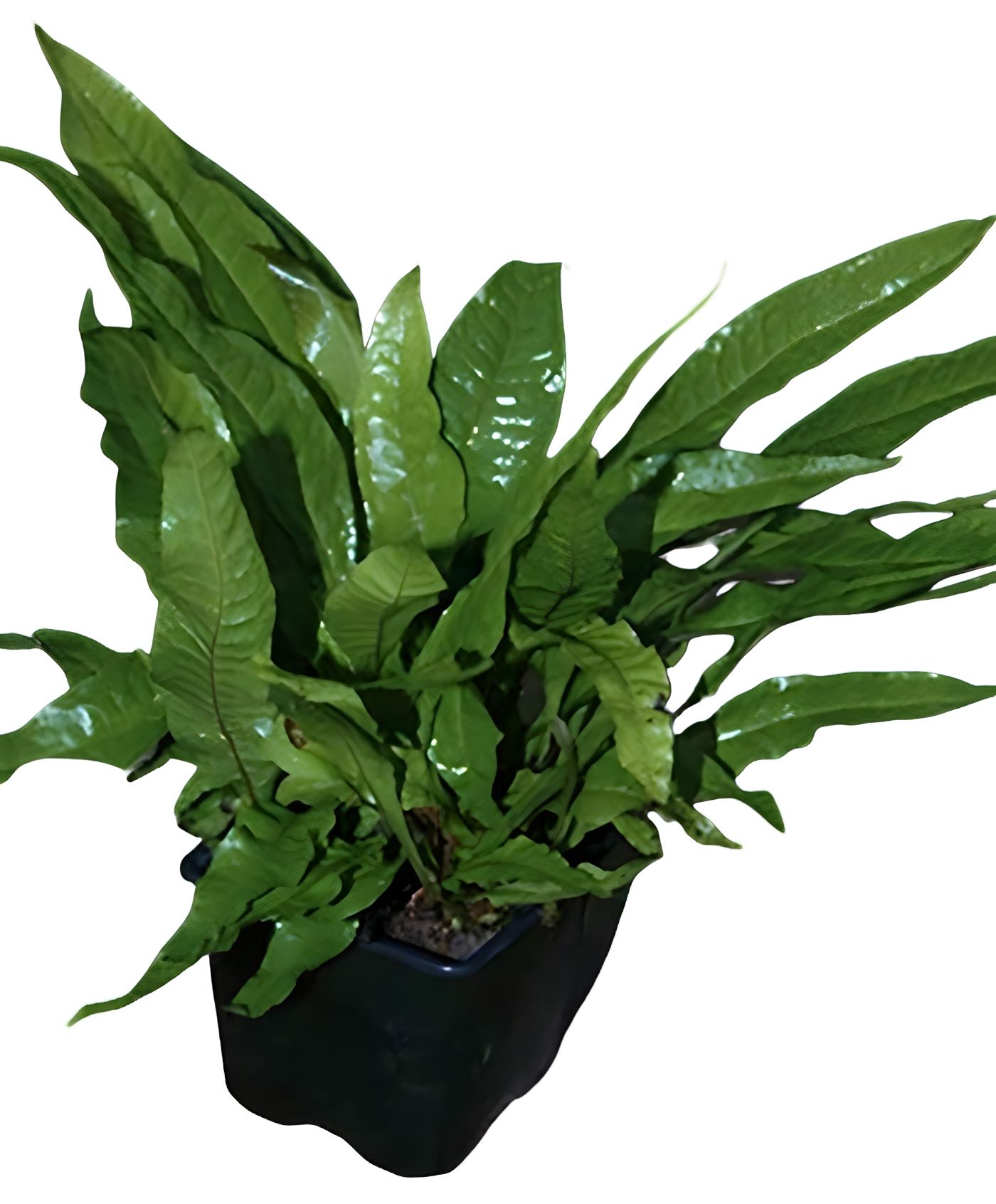 Javafarn Mutterpflanze – Microsorum pteropus mother plant von Pflanzen