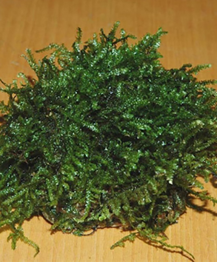 Javamoos auf Stein (Taxyphyllum barbieri) - ca. 6-7 cm- von Pflanzen