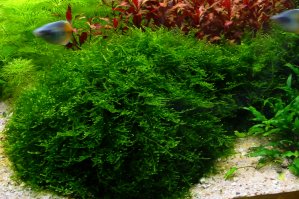 Javamoos: Vesicularia dubyana -125 ml Topf- von Pflanzen