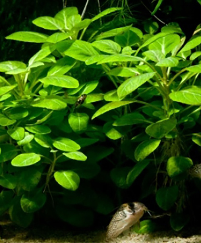 Kardinalslobelie: Lobelia cardinalis -Topf- von Pflanzen
