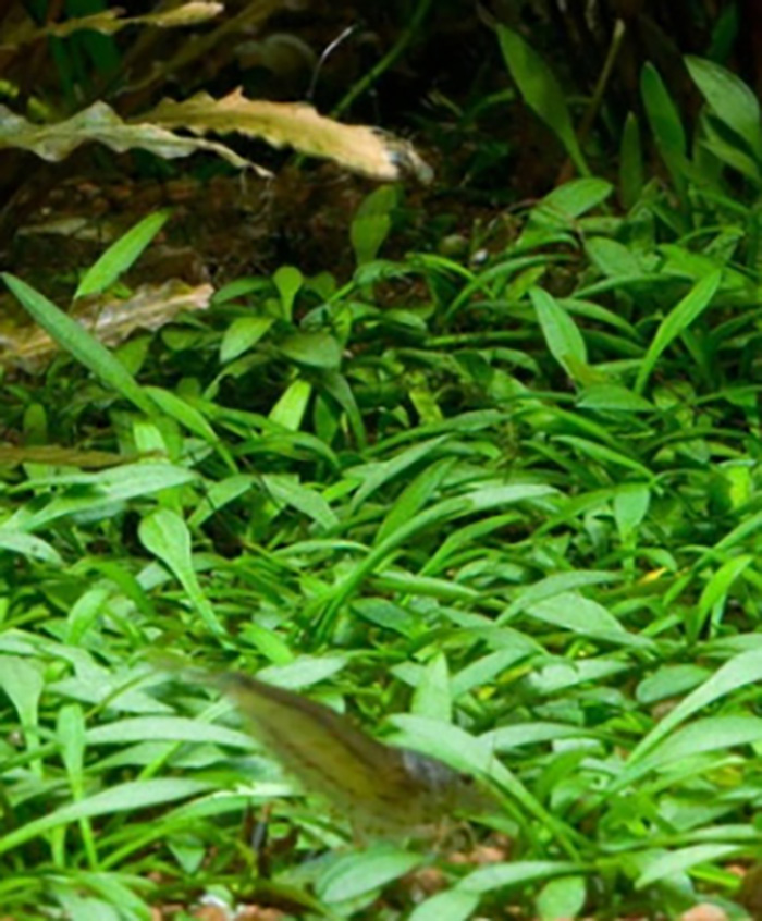 Kleiner Wasserkelch: Cryptocoryne parva von Pflanzen