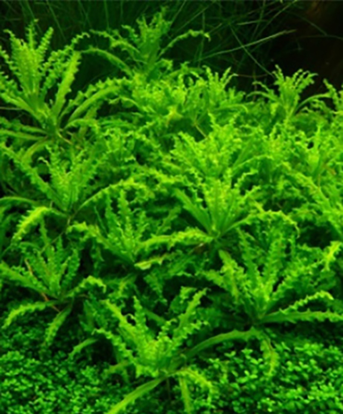 Kleiner Wasserstern: Pogostemon helferi -Topf- von Pflanzen