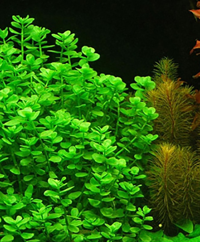 Kleines Fettblatt: Bacopa monnieri -Topf- von Pflanzen