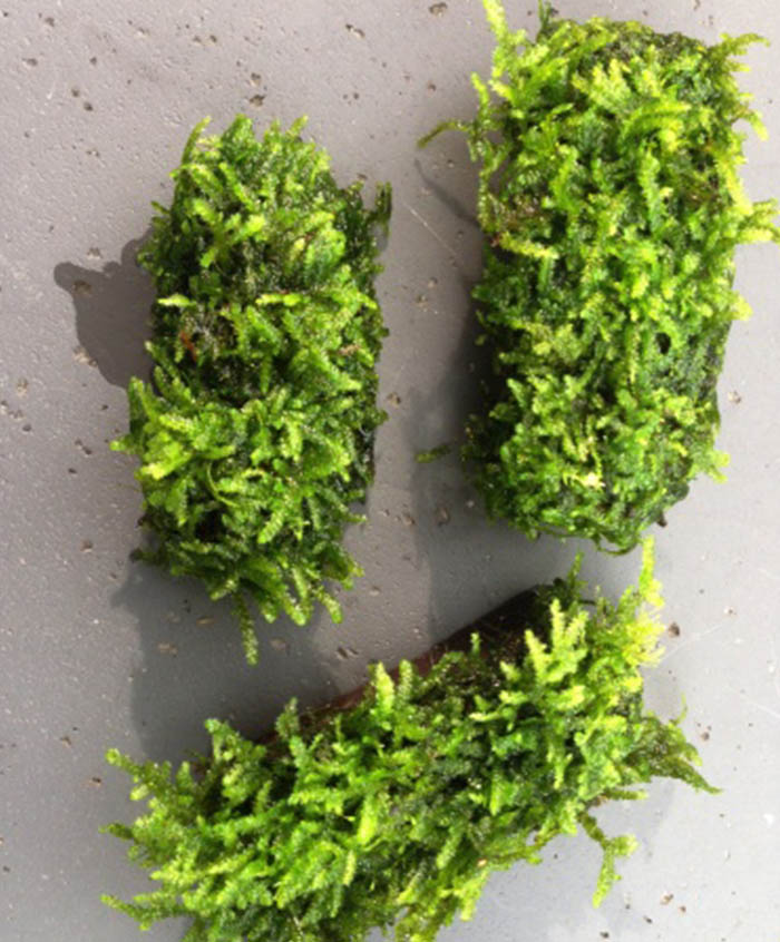 Kleines Stück Holz mit Moos ca. 3x7 cm von Pflanzen