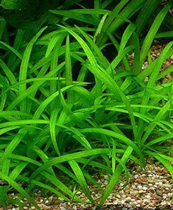 Kleines Zwergschwertpflänzchen: Echinodorus tenellus (Helanthium tenellum) von Pflanzen