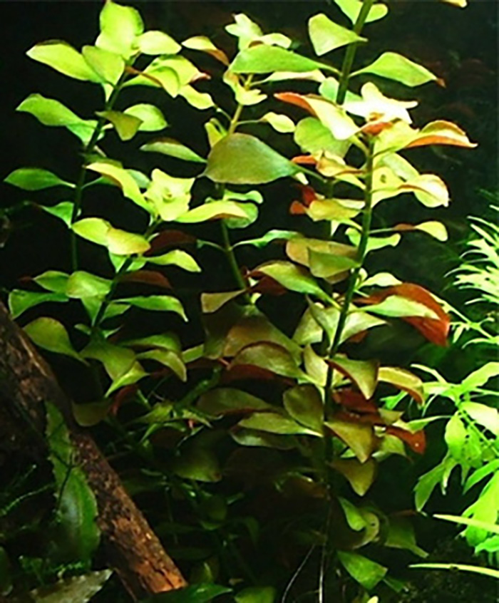 Kriechende Ludwigie: Ludwigia repens -Topf- von Pflanzen