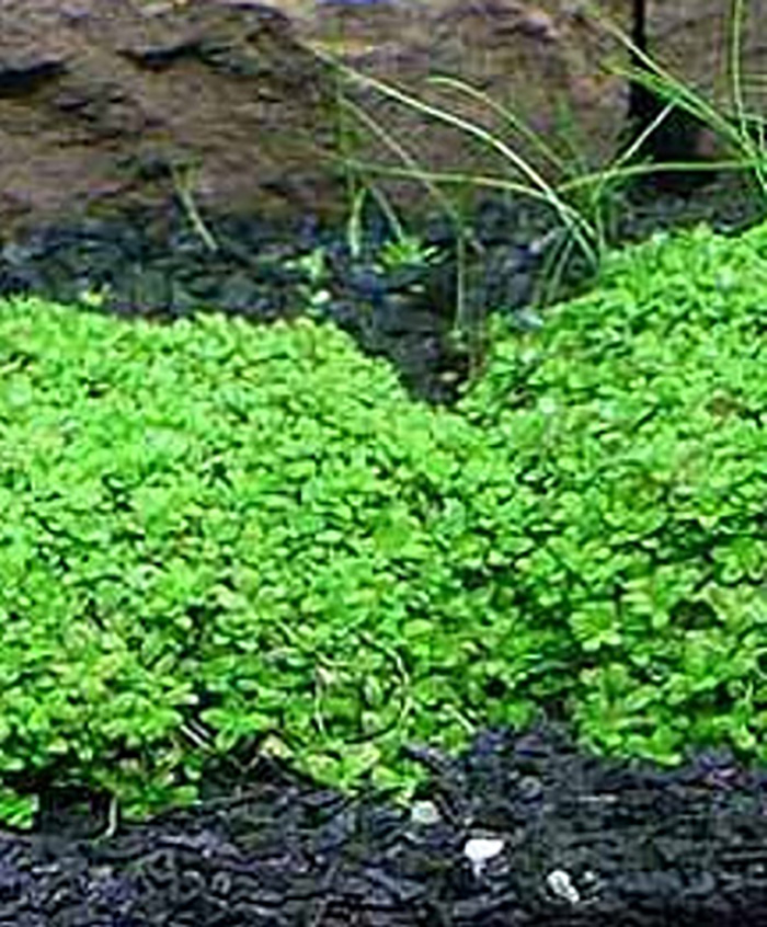 Kuba-Perlkraut (HCC): Hemianthus callitrichoides -Cuba- -Topf- von Pflanzen
