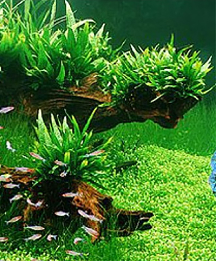 Mini-Javafarn (Microsorum pteropus -Mini-) -Topf- von Pflanzen