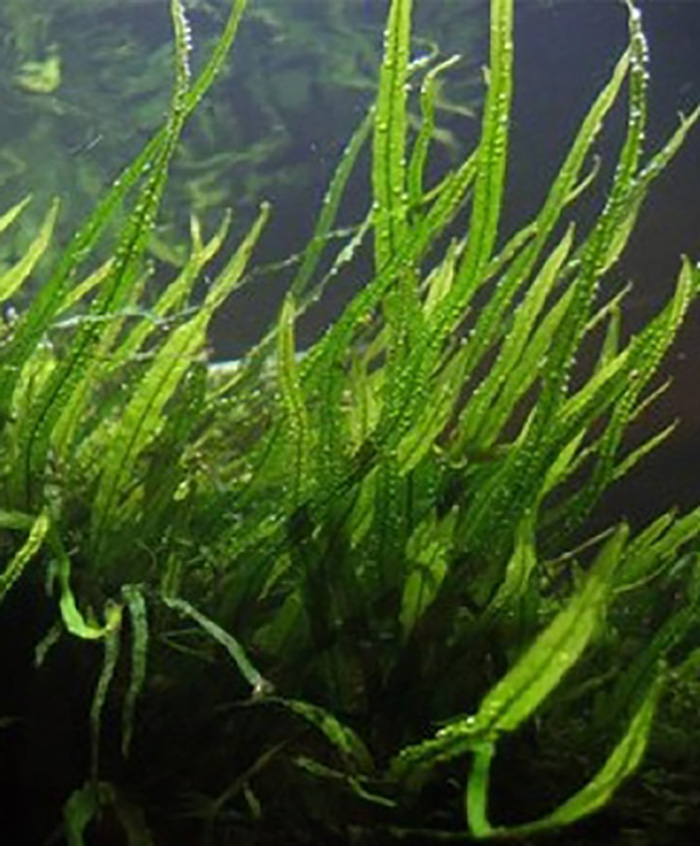 Minor-Javafarn: Microsorum pteropus -Minor- -Topf- von Pflanzen